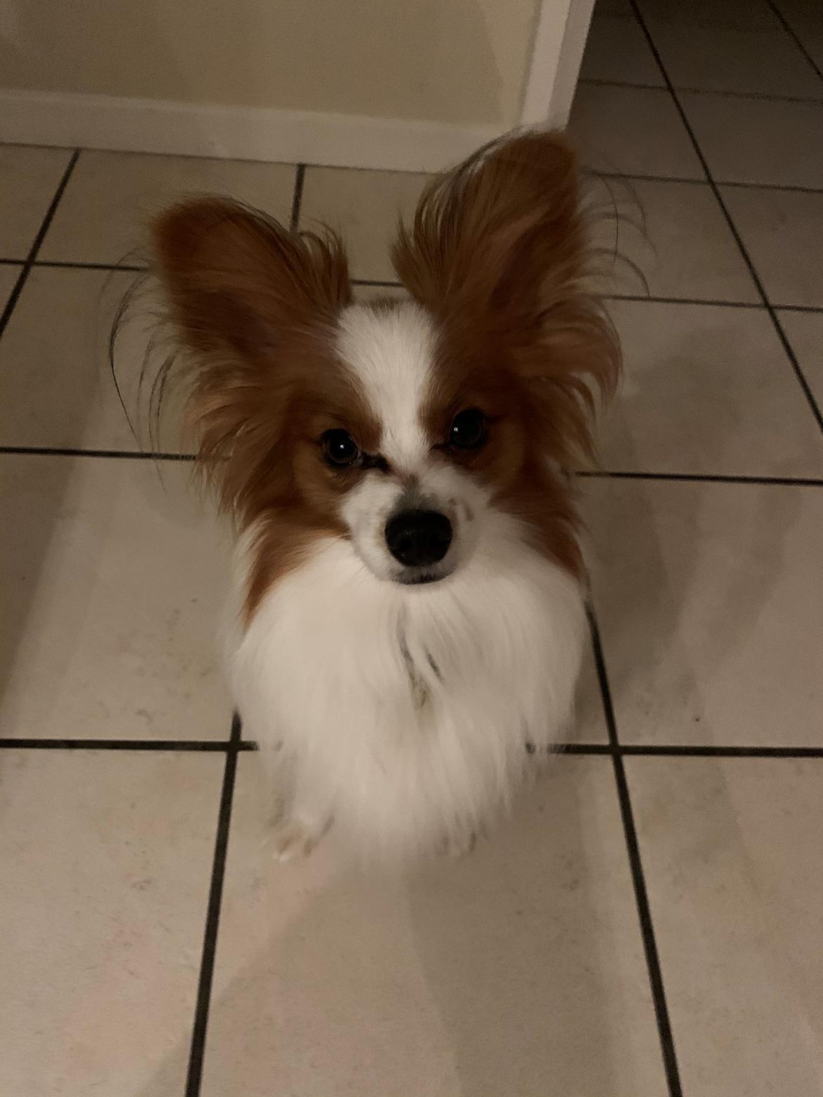 Papillon Milo billede 11