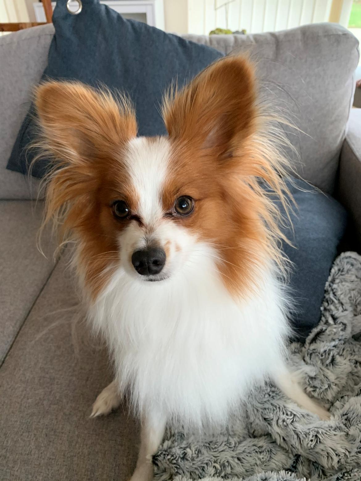 Papillon Milo billede 12