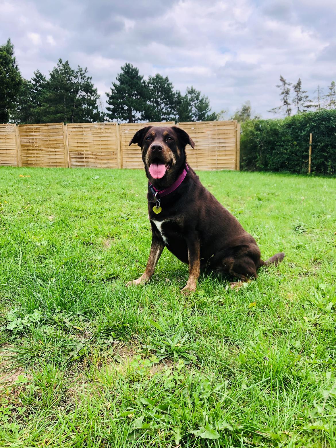 Blanding af racer Nugga billede 2