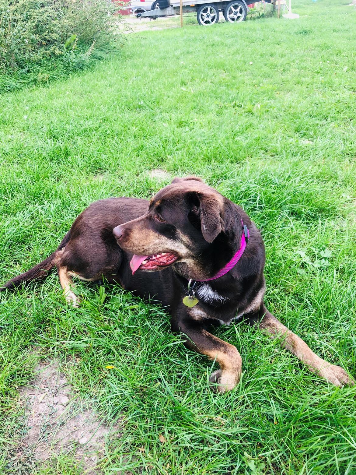 Blanding af racer Nugga billede 3