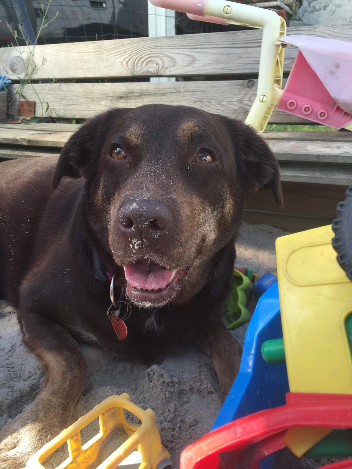 Blanding af racer Nugga billede 5