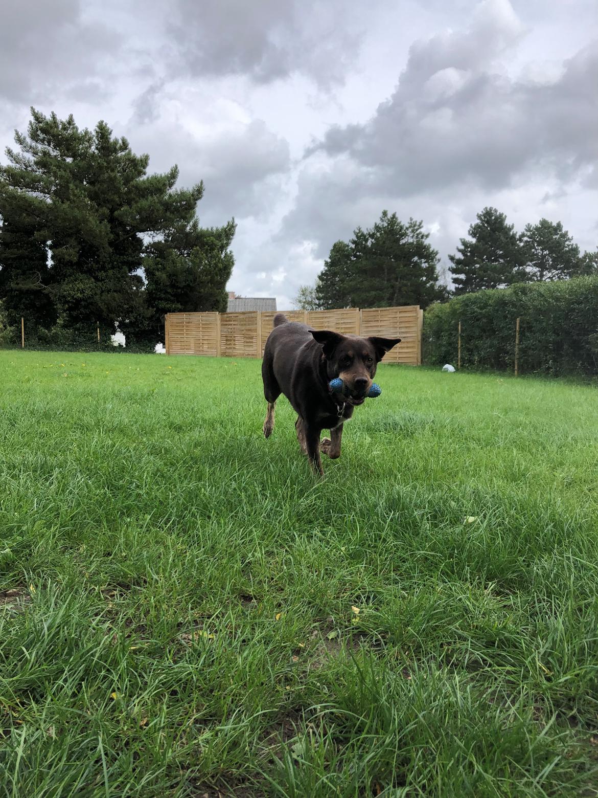 Blanding af racer Nugga billede 4