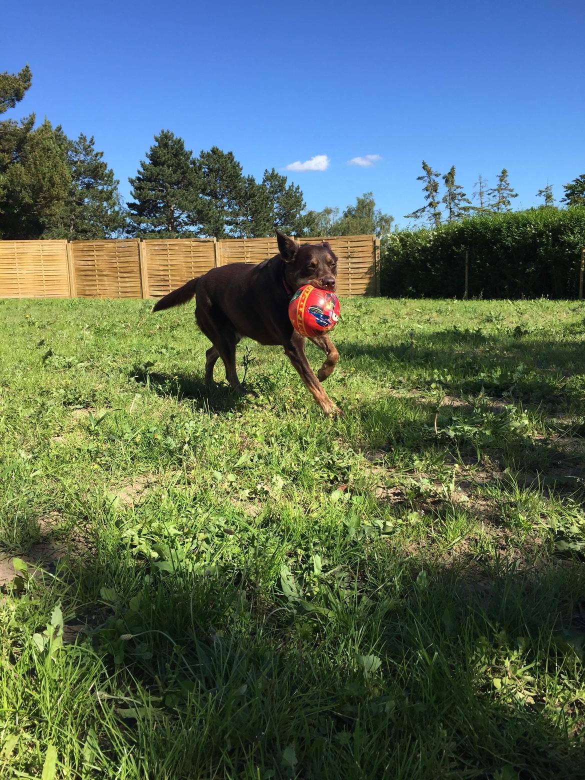 Blanding af racer Nugga billede 6