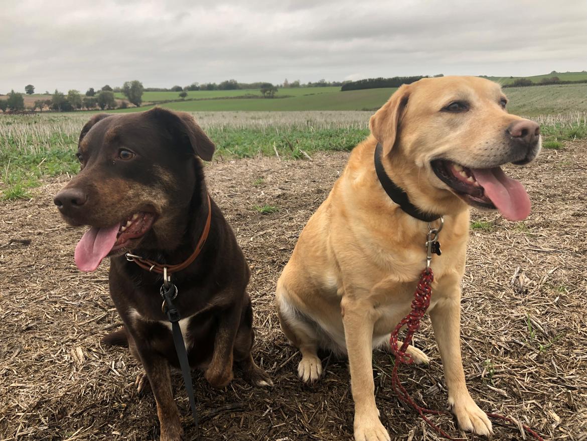 Blanding af racer Nugga billede 8