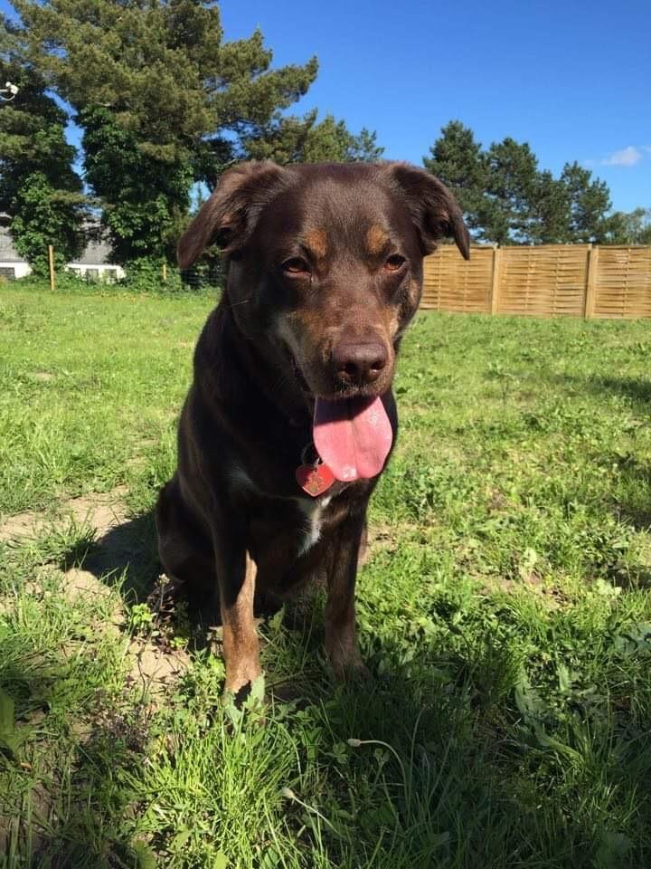 Blanding af racer Nugga billede 7