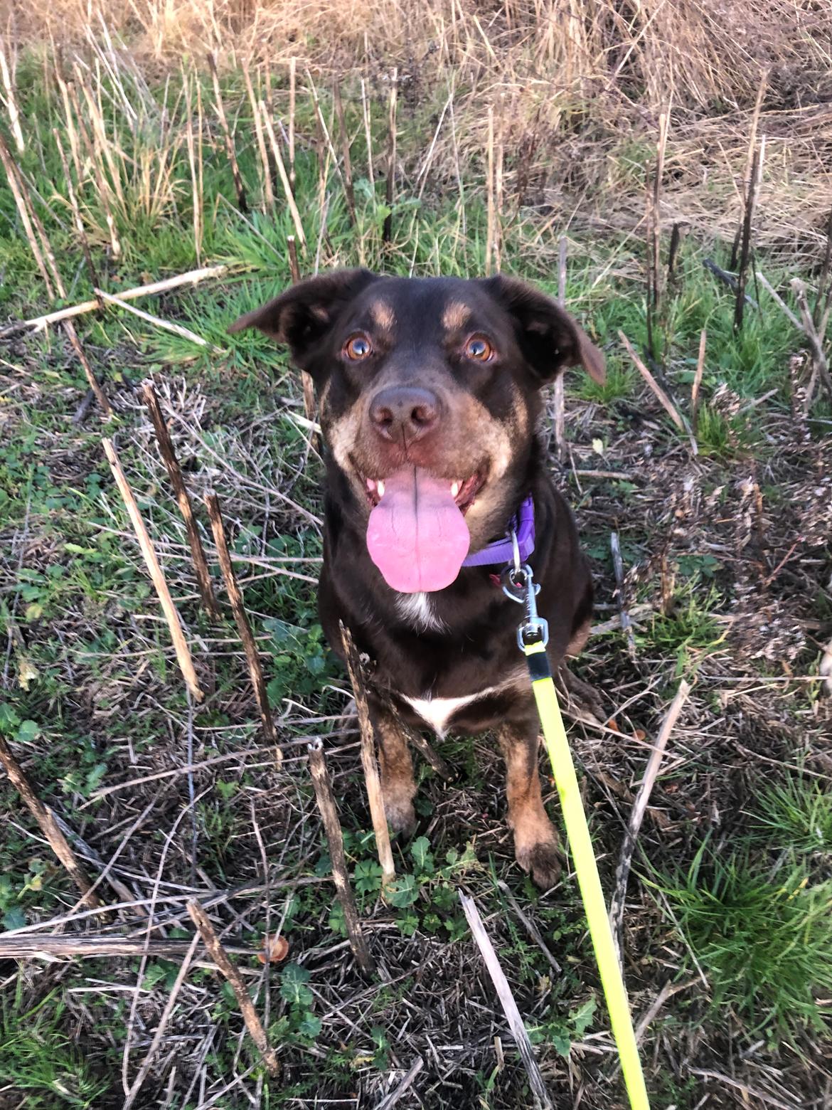 Blanding af racer Nugga billede 11