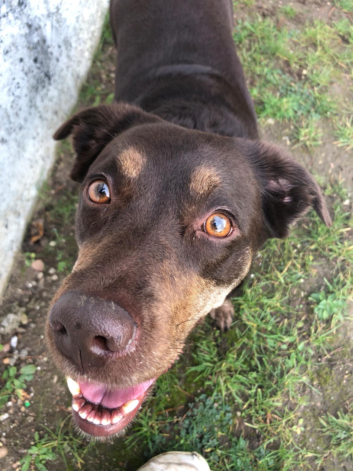 Blanding af racer Nugga billede 12