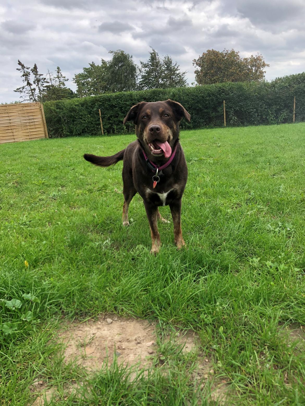 Blanding af racer Nugga billede 1