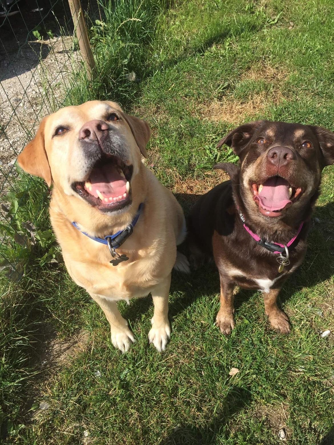 Blanding af racer Nugga billede 9