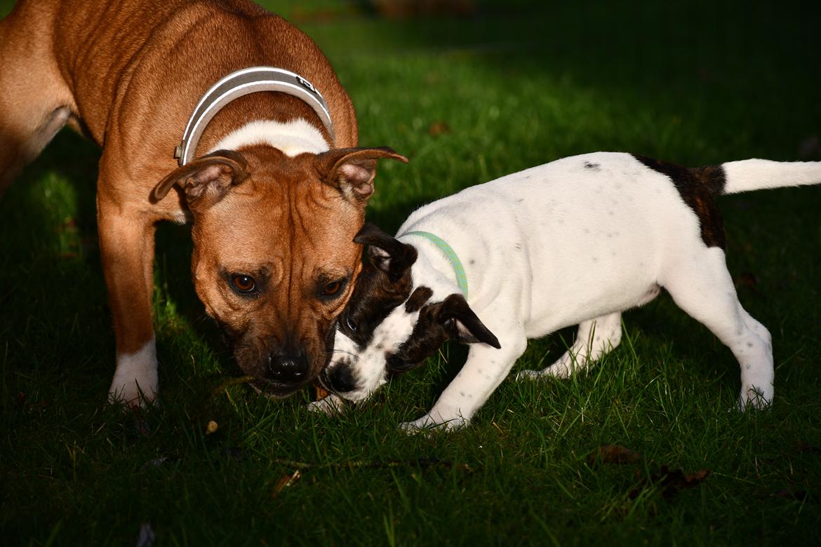 Staffordshire bull terrier Pure Ecstasy of Stafford Edition Aka. Zola billede 3