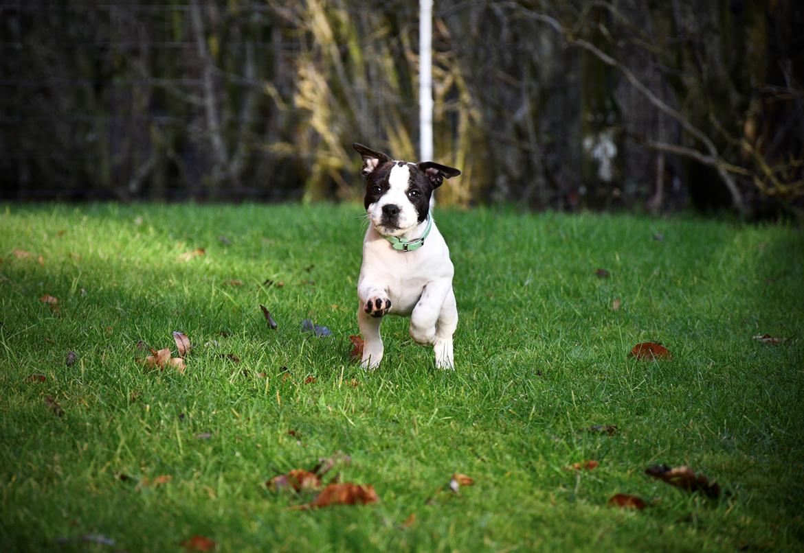 Staffordshire bull terrier Pure Ecstasy of Stafford Edition Aka. Zola billede 2