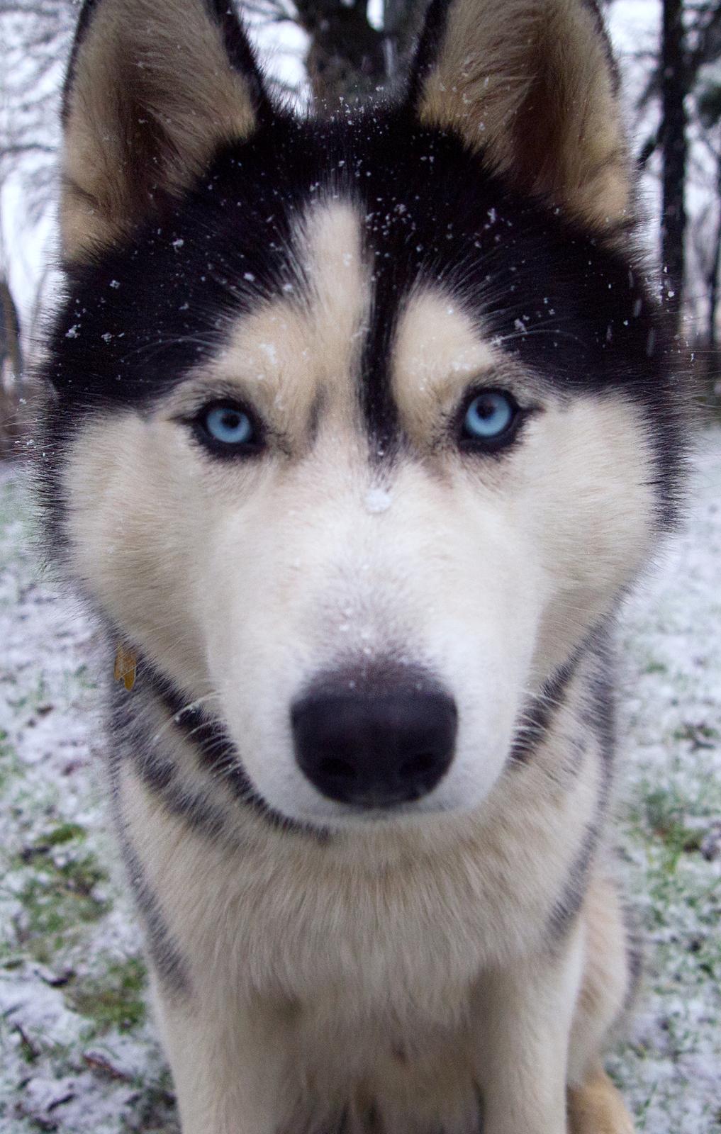 Siberian husky Koda billede 2