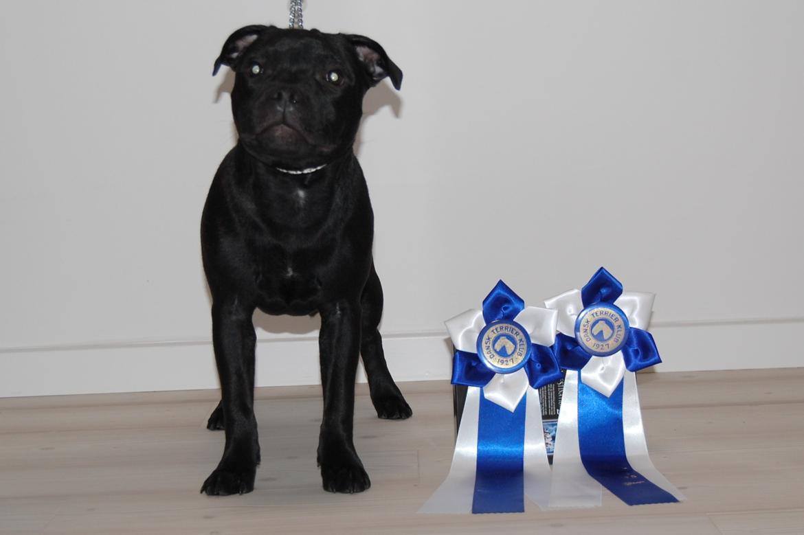Staffordshire bull terrier Kida - 11/01-2020. Hundematch Næstved billede 34