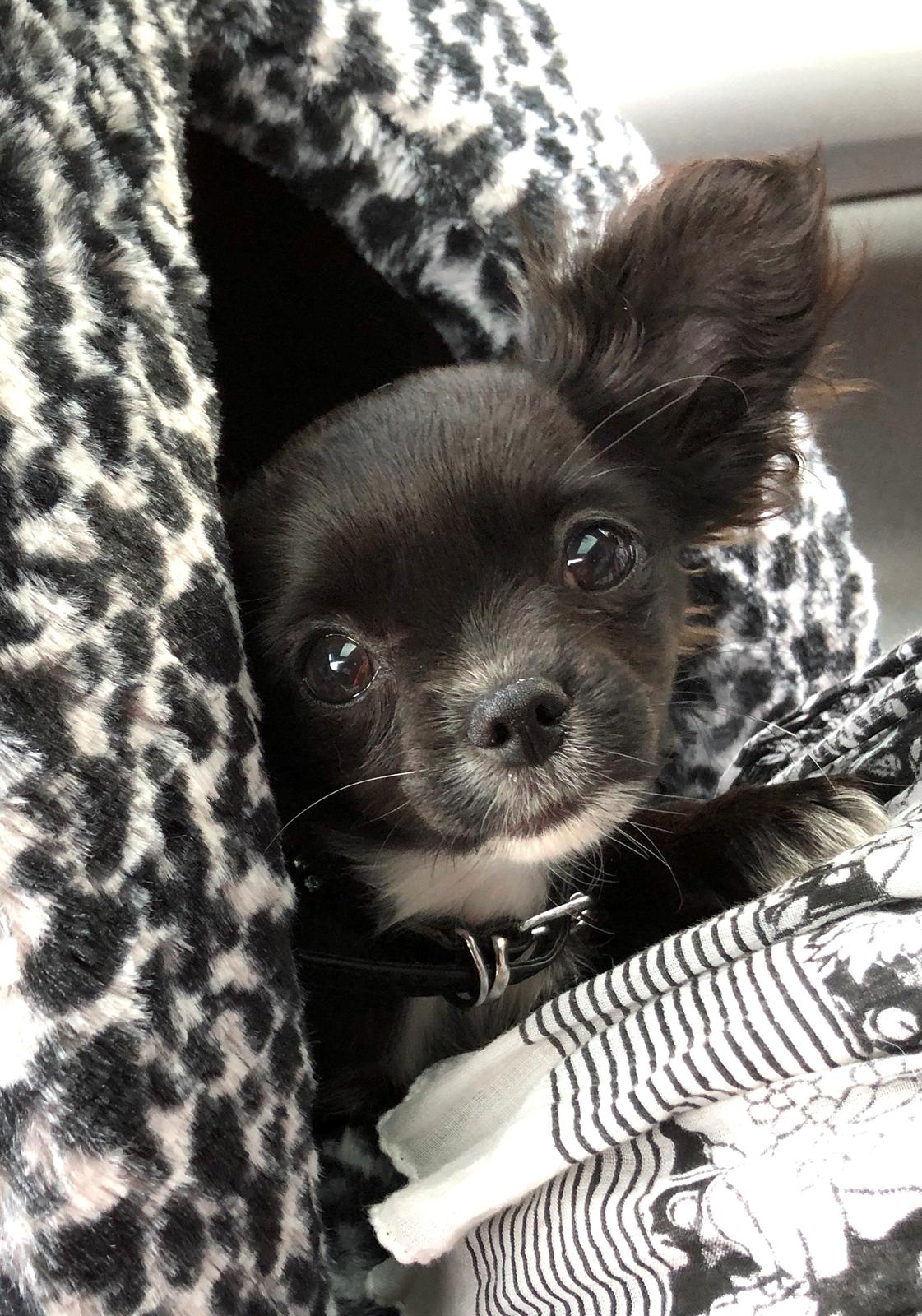 Chihuahua Jizzla Bonita billede 1