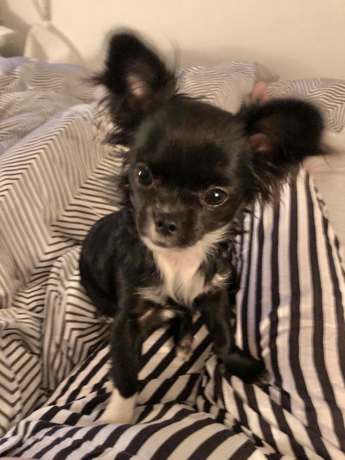 Chihuahua Jizzla Bonita billede 6