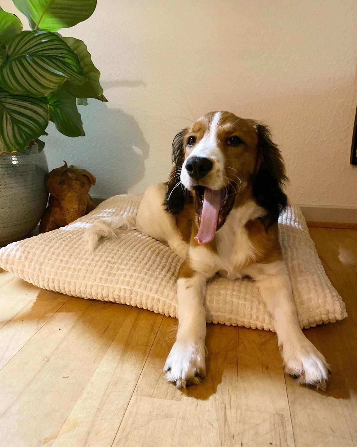 Kooikerhondje Theo billede 8