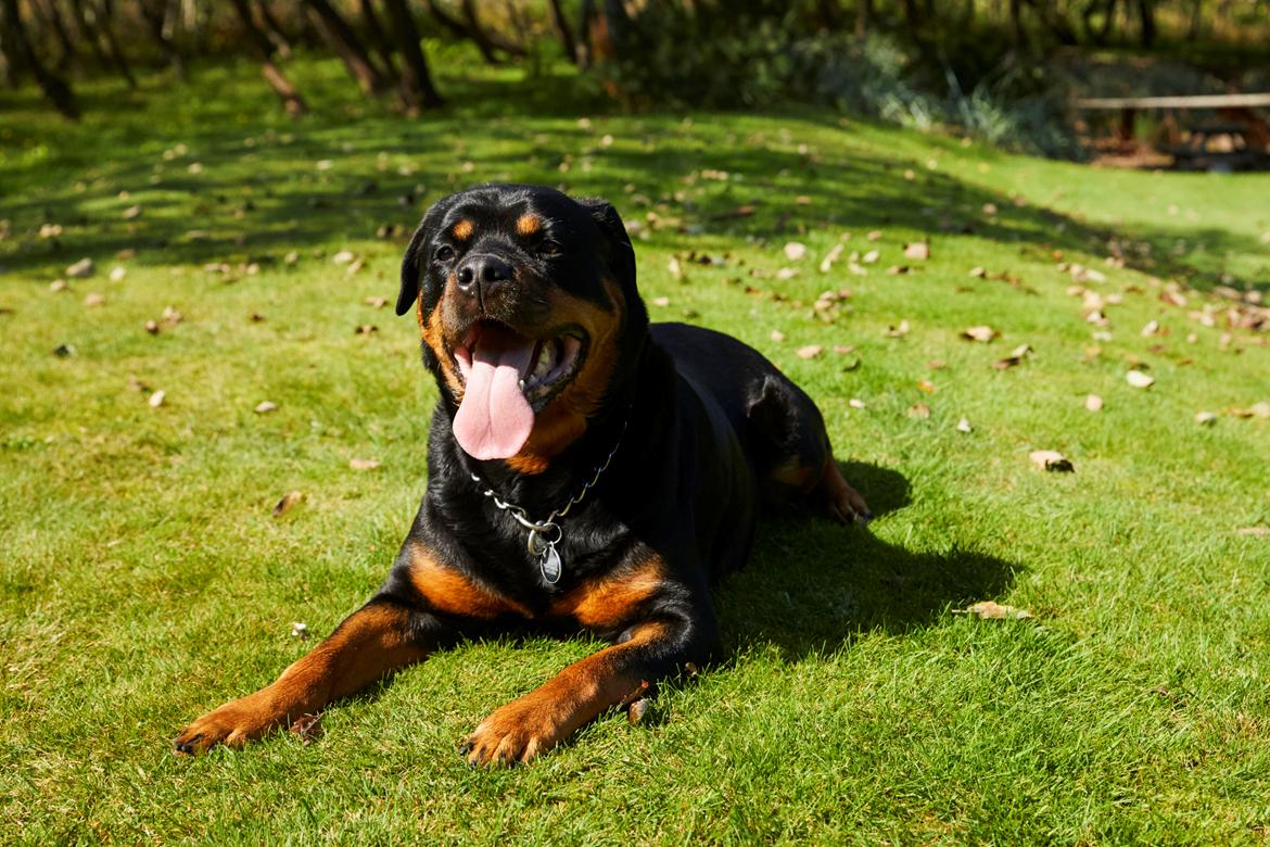 Rottweiler Buddha billede 6