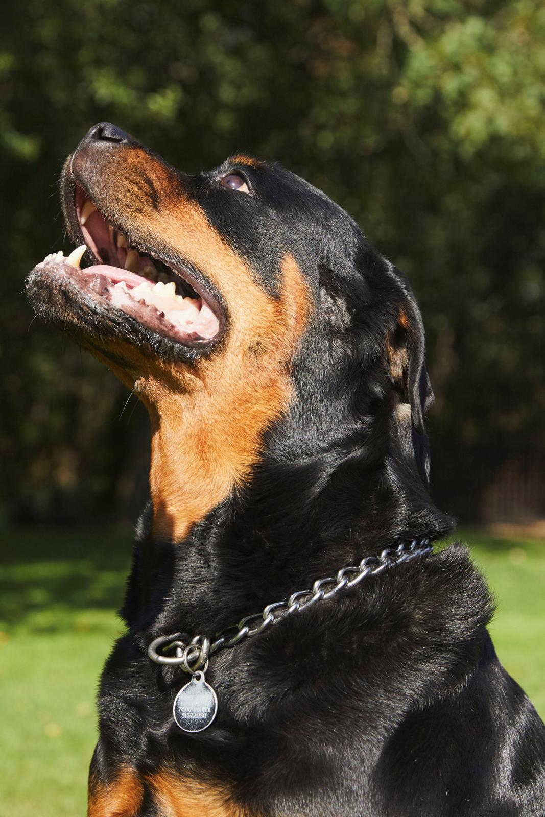 Rottweiler Buddha billede 1