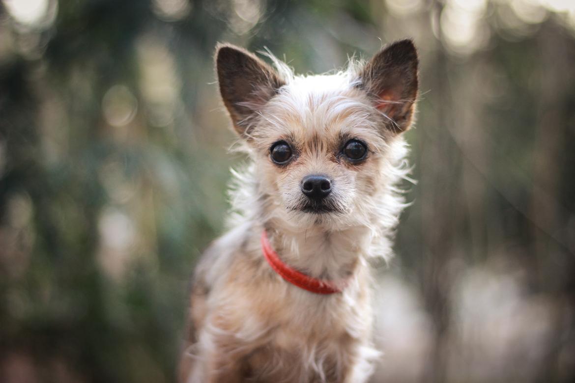 Blanding af racer Casey RIP billede 1