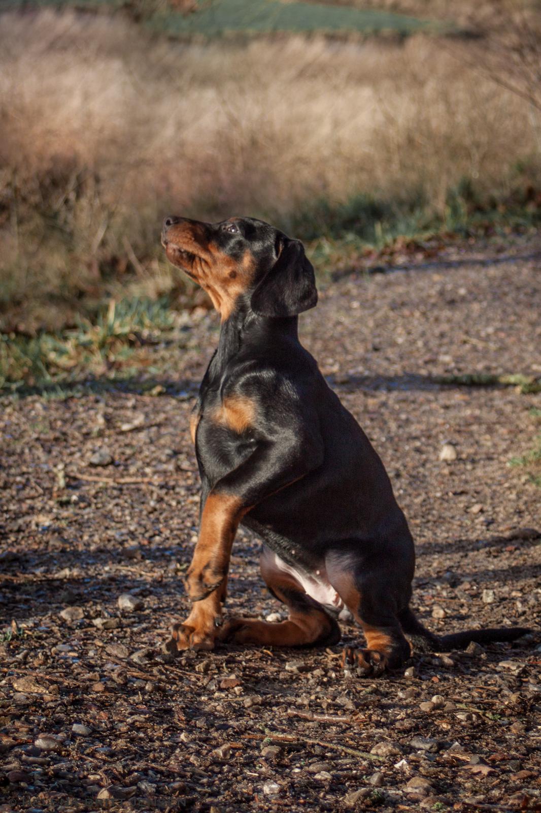 Dobermann Enigma z Padoku // Lexie billede 3