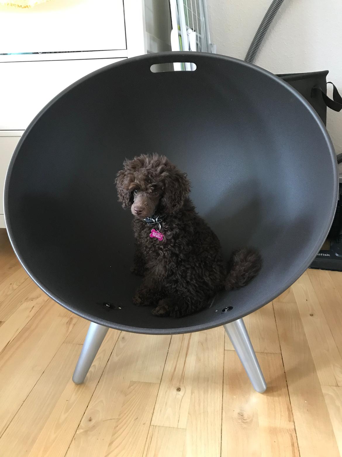 Dværgpuddel Jasmin (Sankt Georgi's Sweet Brown Julie) billede 6