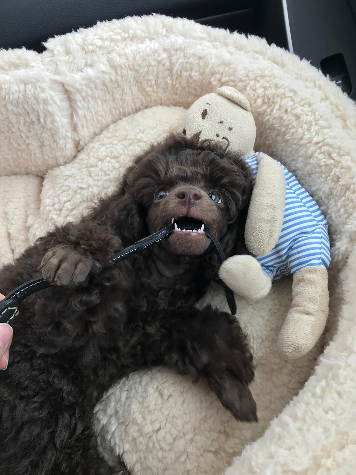 Dværgpuddel Jasmin (Sankt Georgi's Sweet Brown Julie) billede 5