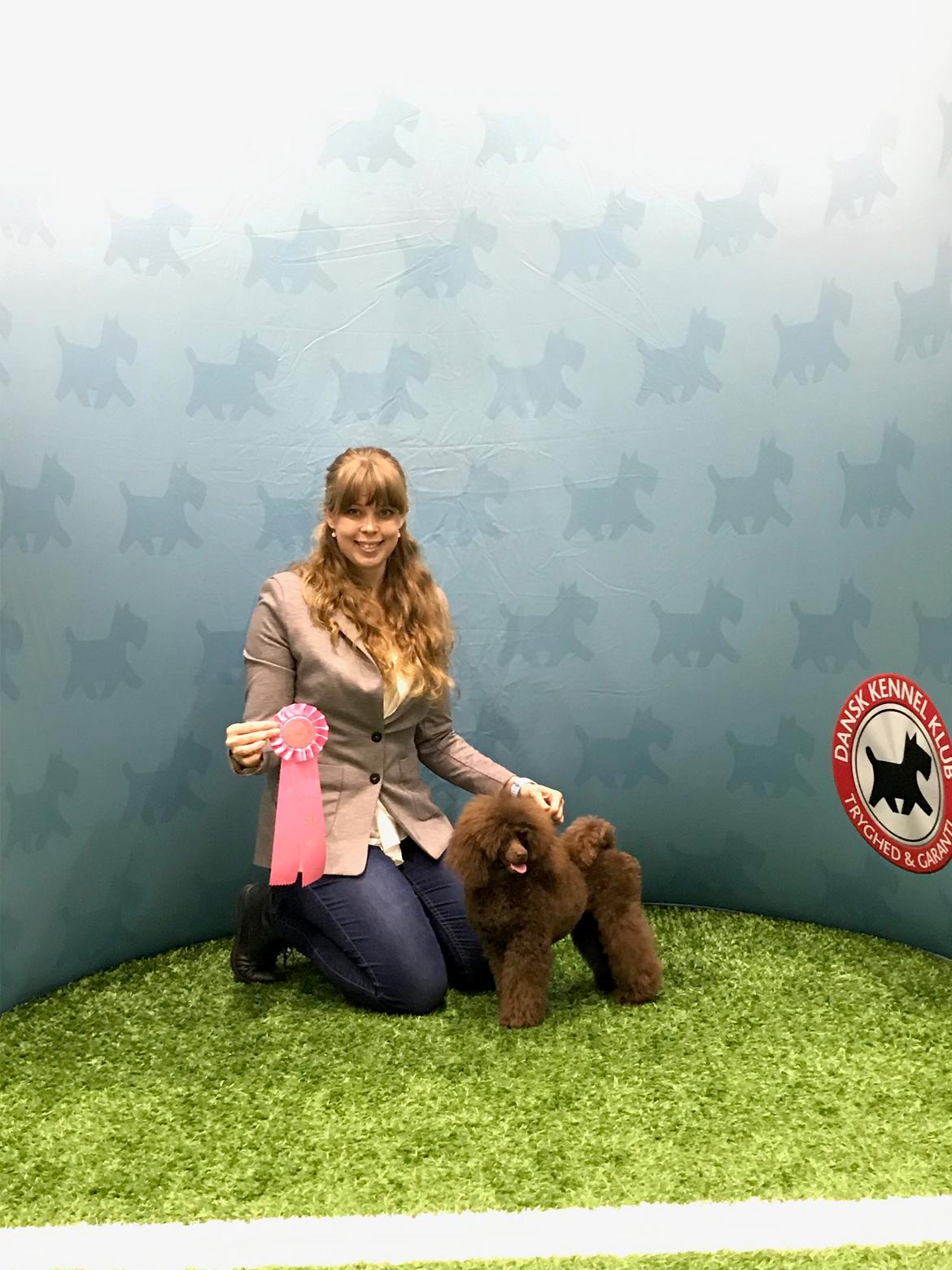 Dværgpuddel Jasmin (Sankt Georgi's Sweet Brown Julie) billede 13