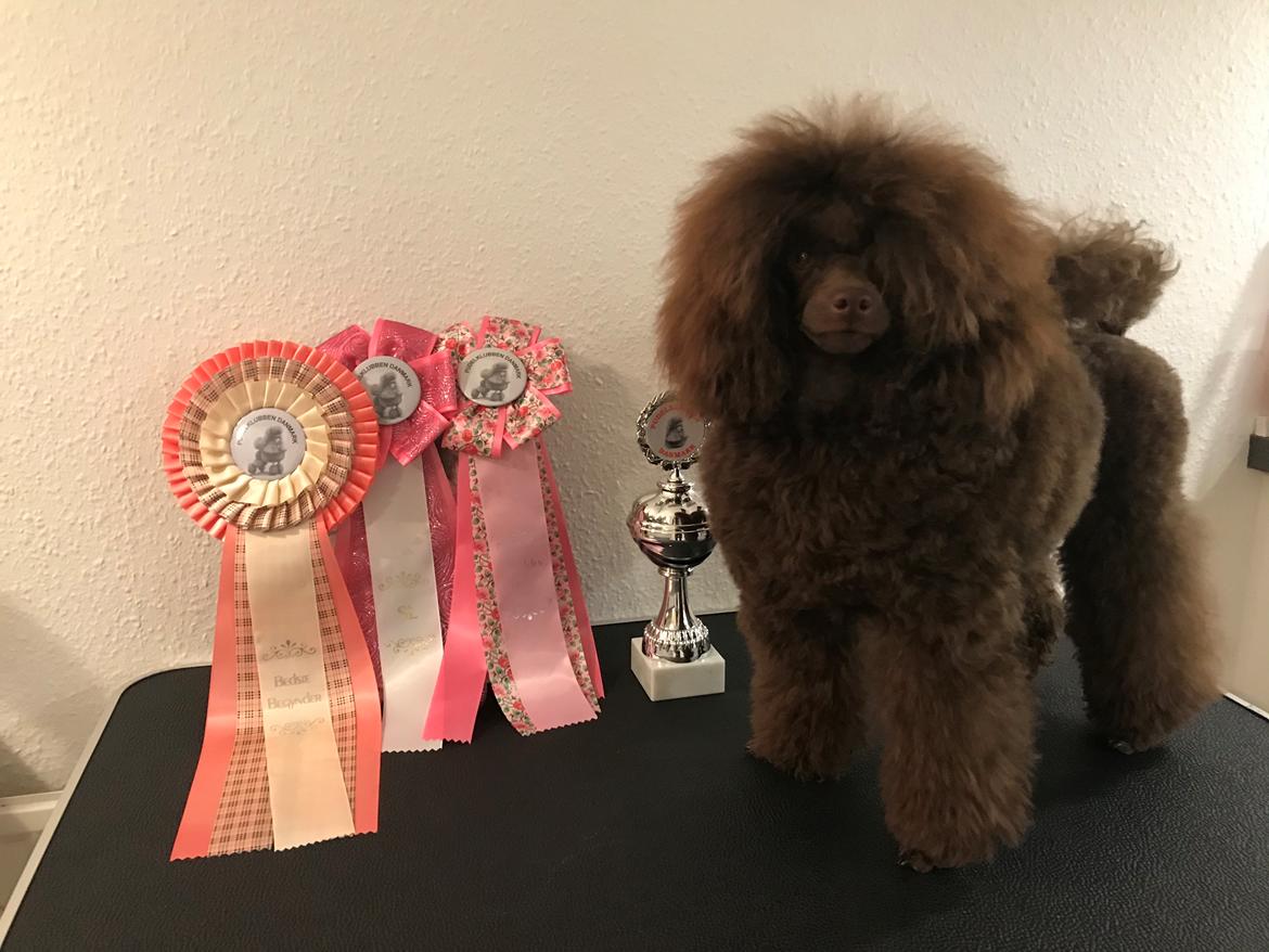 Dværgpuddel Jasmin (Sankt Georgi's Sweet Brown Julie) billede 1