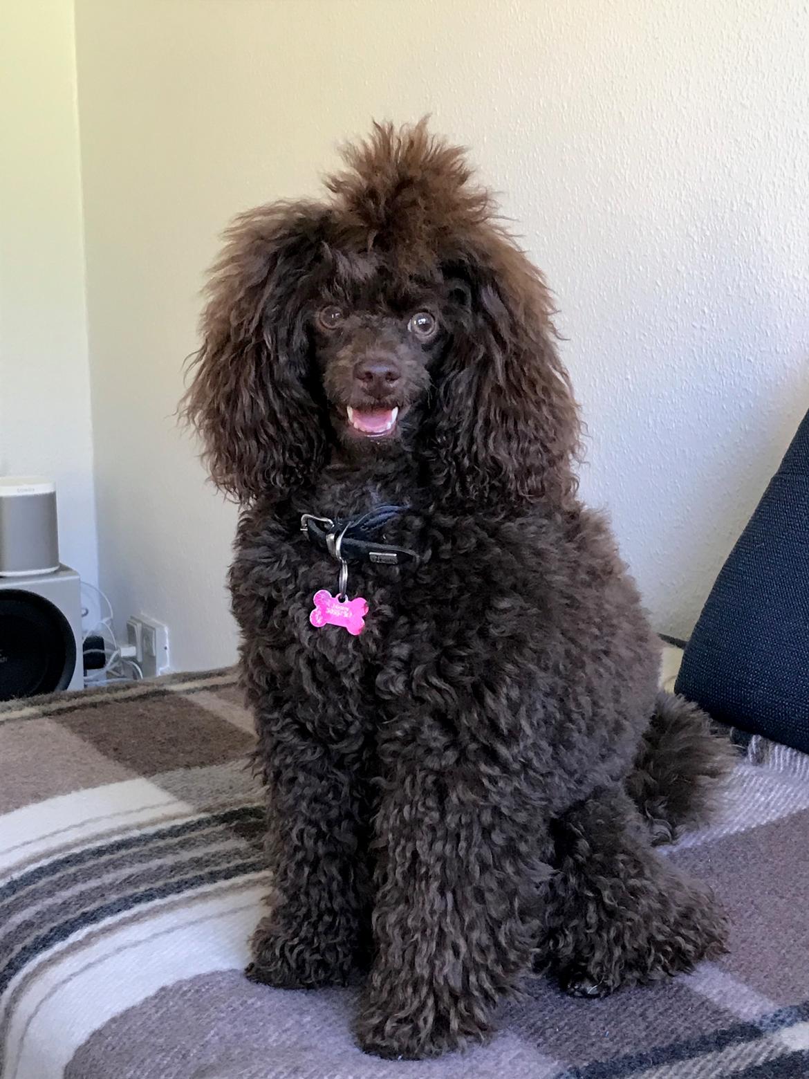 Dværgpuddel Jasmin (Sankt Georgi's Sweet Brown Julie) billede 16