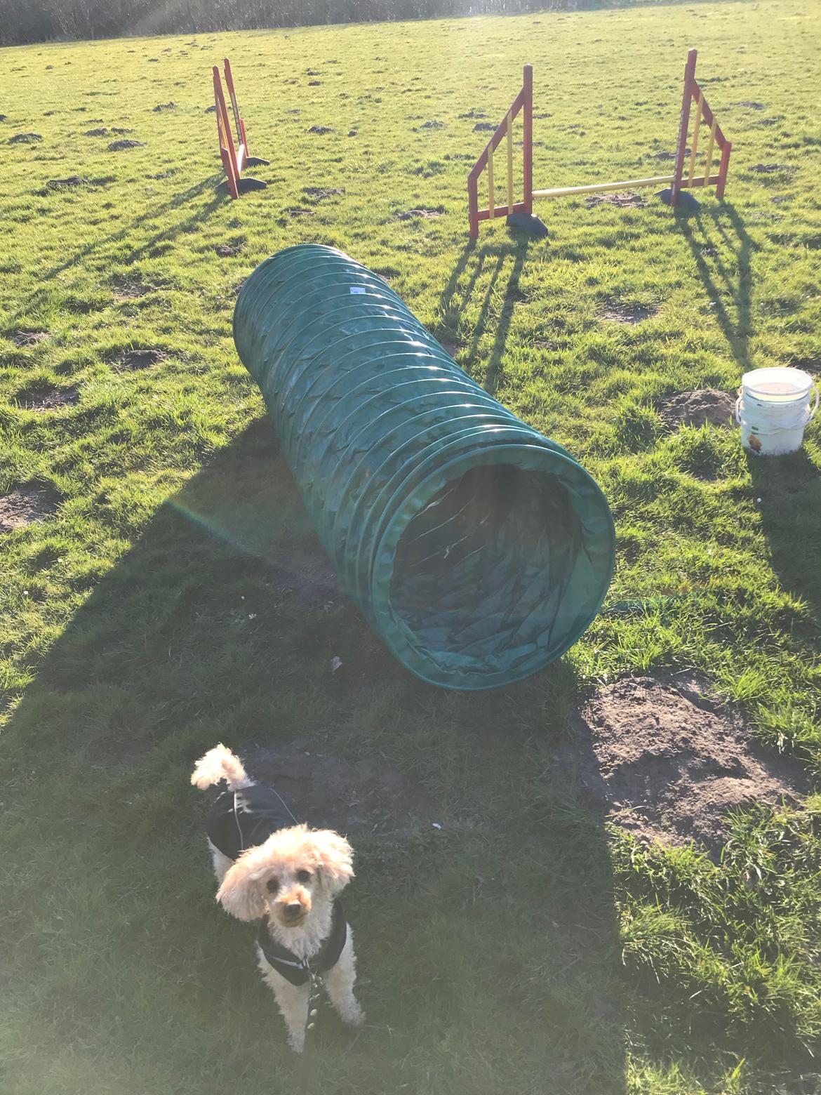 Dværgpuddel Simba (Hestebakkens Orange Avalon) billede 7