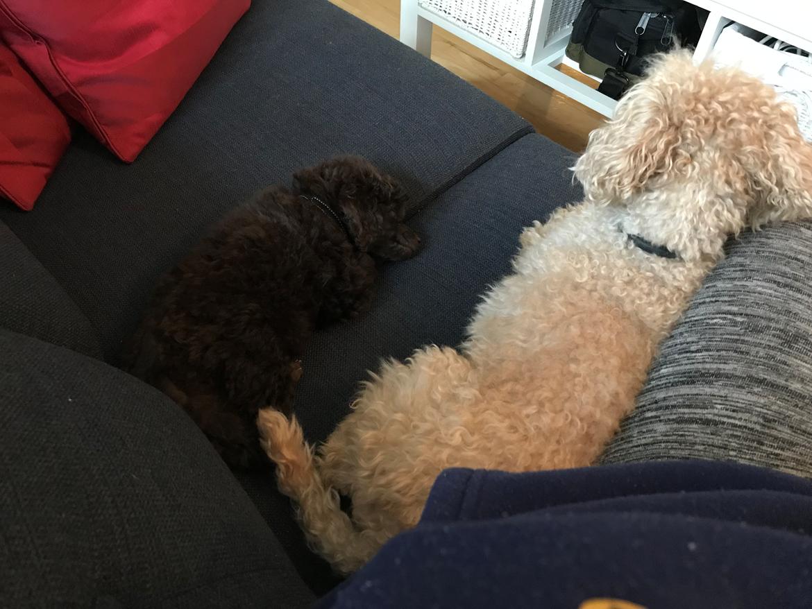 Dværgpuddel Simba (Hestebakkens Orange Avalon) billede 9