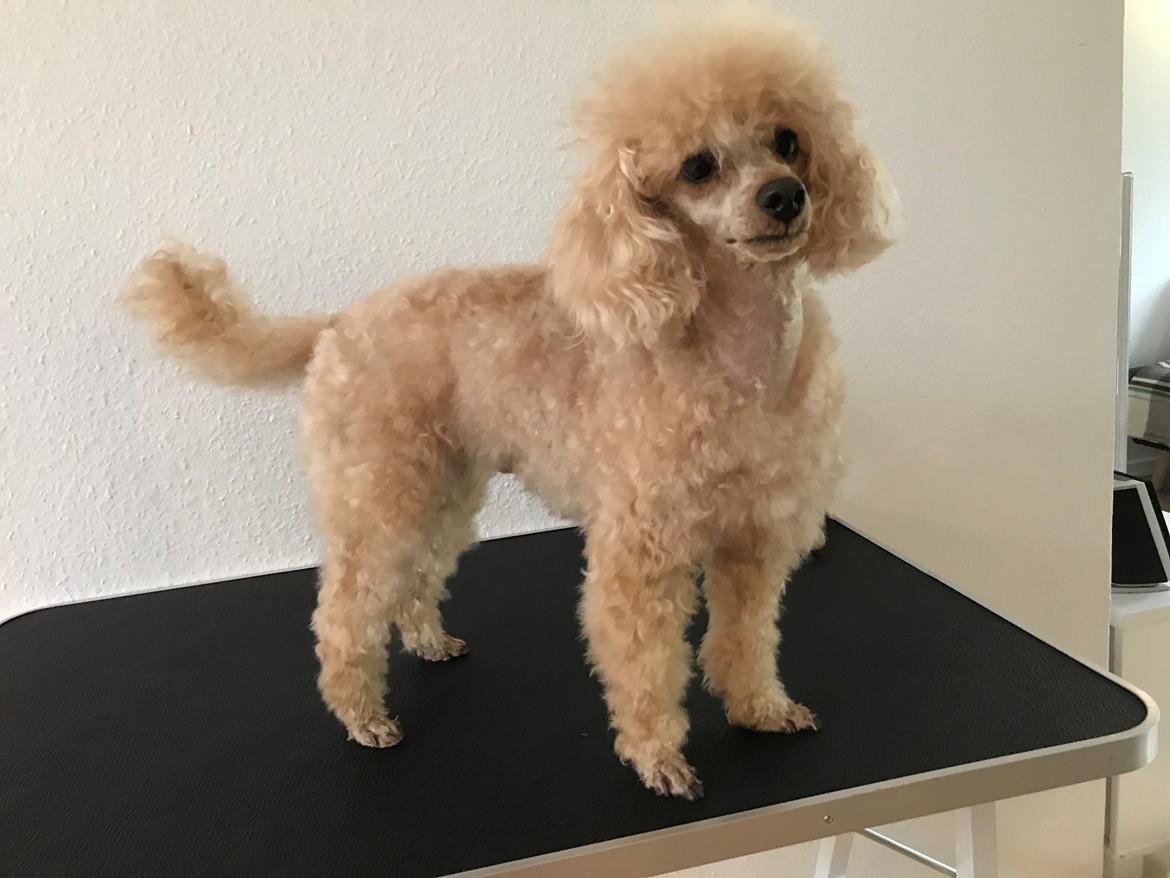 Dværgpuddel Simba (Hestebakkens Orange Avalon) billede 19