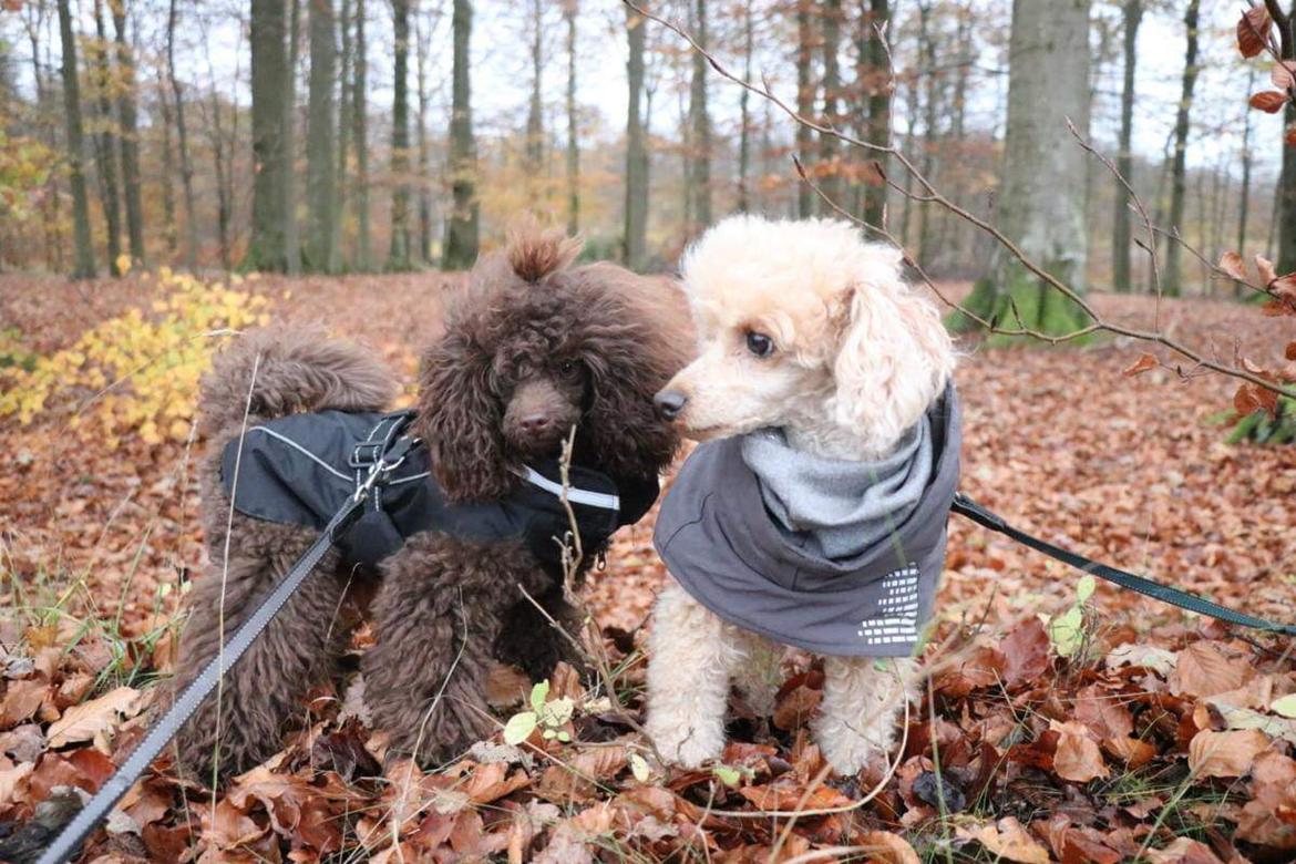 Dværgpuddel Simba (Hestebakkens Orange Avalon) billede 25