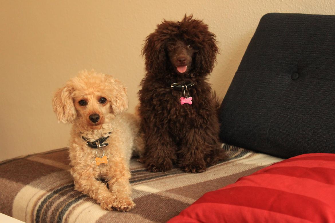 Dværgpuddel Simba (Hestebakkens Orange Avalon) billede 26