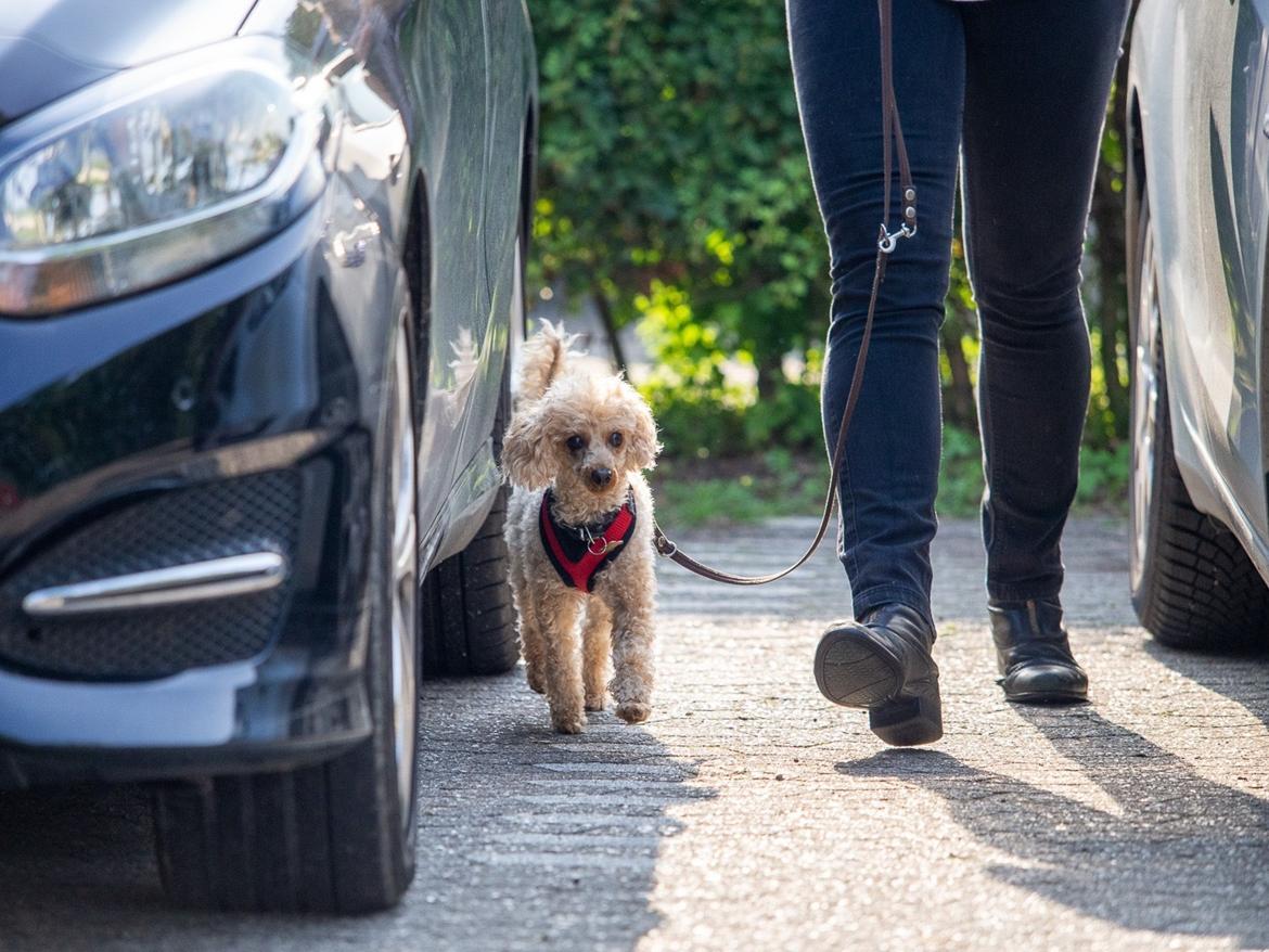 Dværgpuddel Simba (Hestebakkens Orange Avalon) billede 28