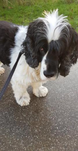 Cocker spaniel Perle billede 28