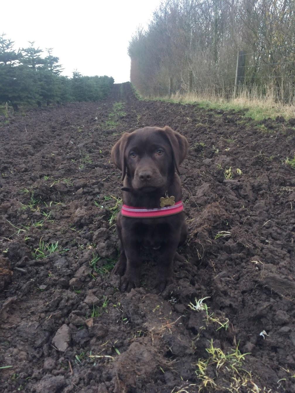 Labrador retriever Haulundgårds Naja "Liva" billede 29