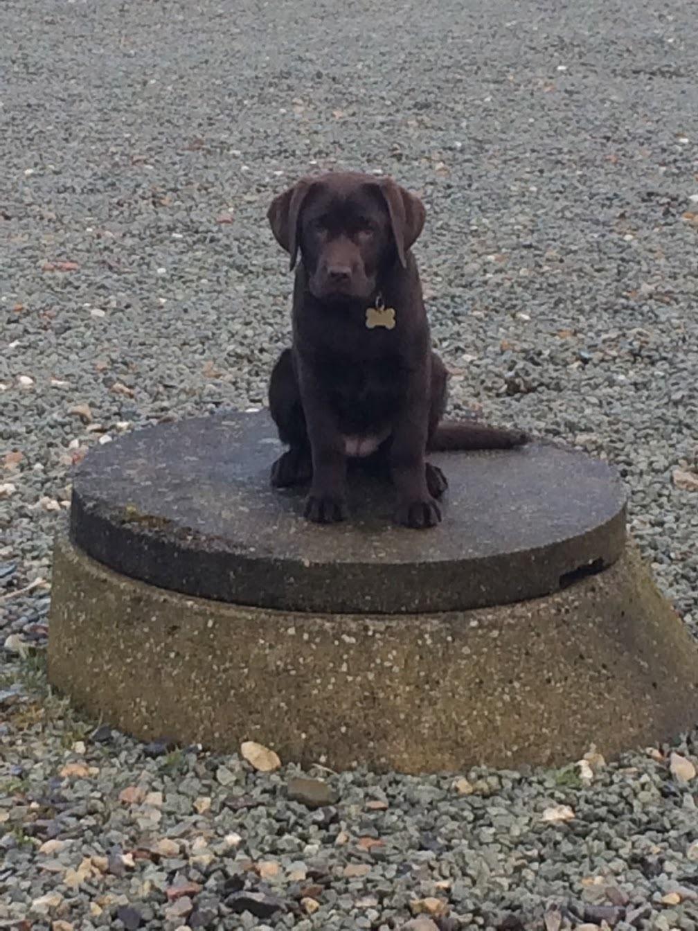 Labrador retriever Haulundgårds Naja "Liva" billede 27