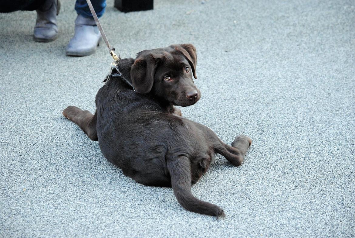 Labrador retriever Haulundgårds Naja "Liva" - Foto credit: Bo Johansen billede 26