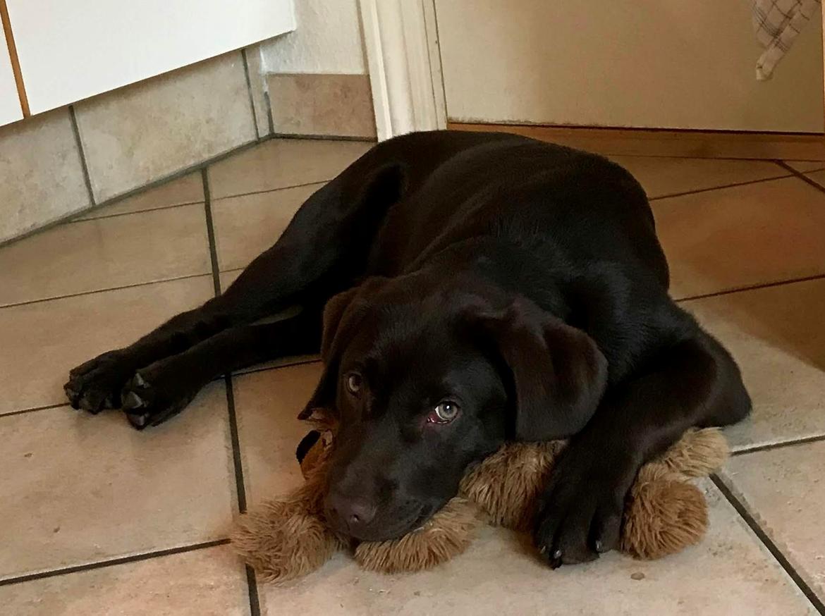 Labrador retriever Haulundgårds Naja "Liva" billede 22