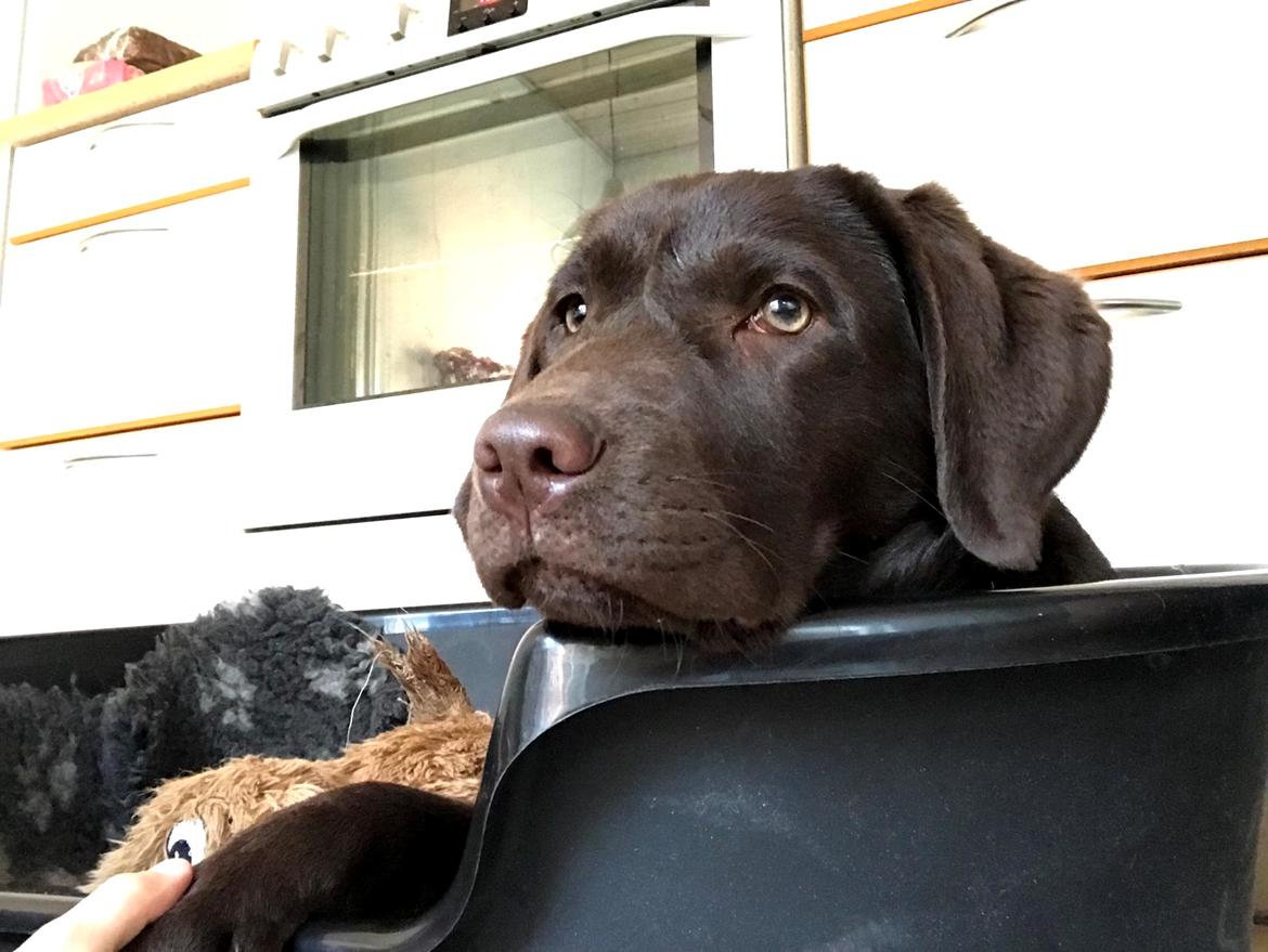 Labrador retriever Haulundgårds Naja "Liva" billede 15