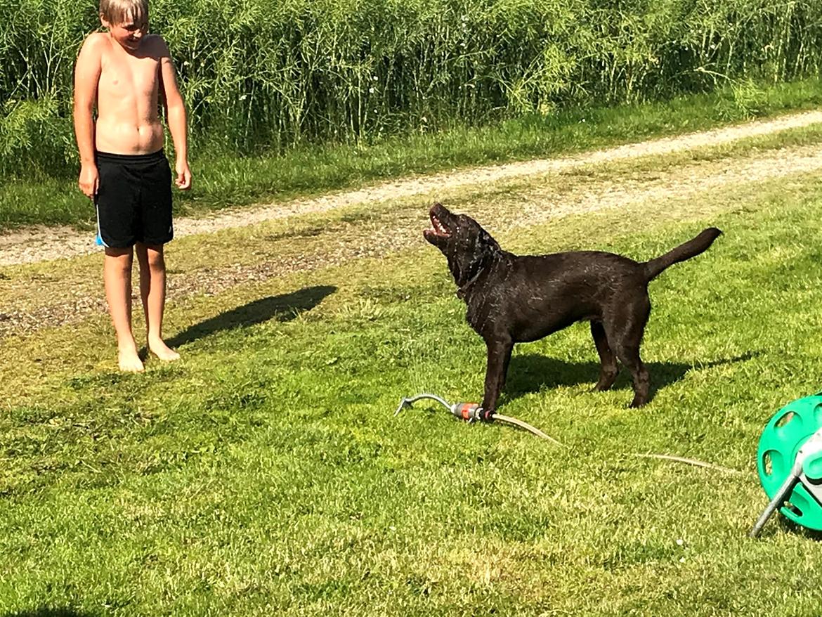 Labrador retriever Haulundgårds Naja "Liva" billede 23
