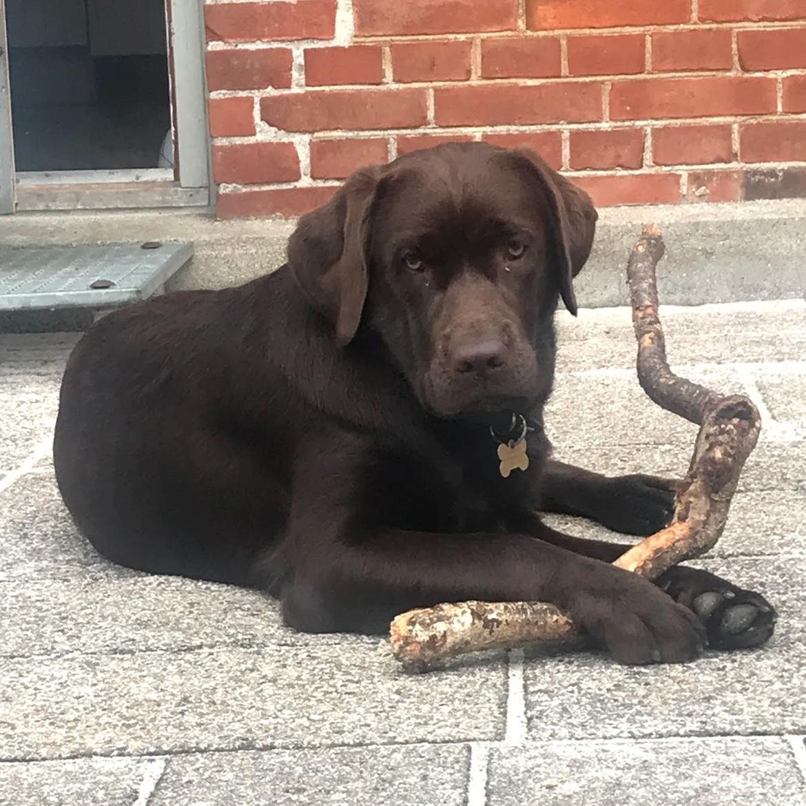Labrador retriever Haulundgårds Naja "Liva" billede 17