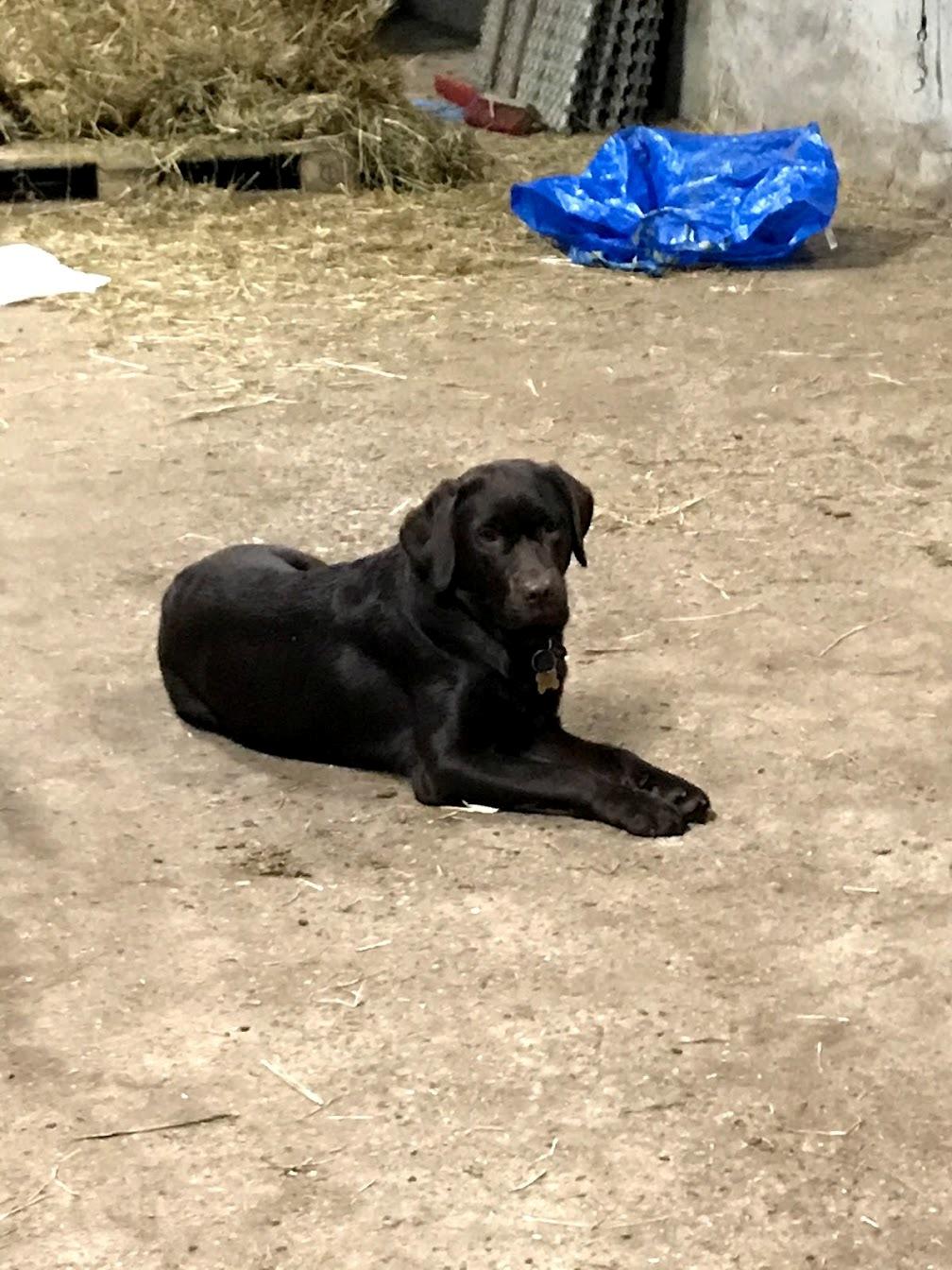 Labrador retriever Haulundgårds Naja "Liva" billede 14