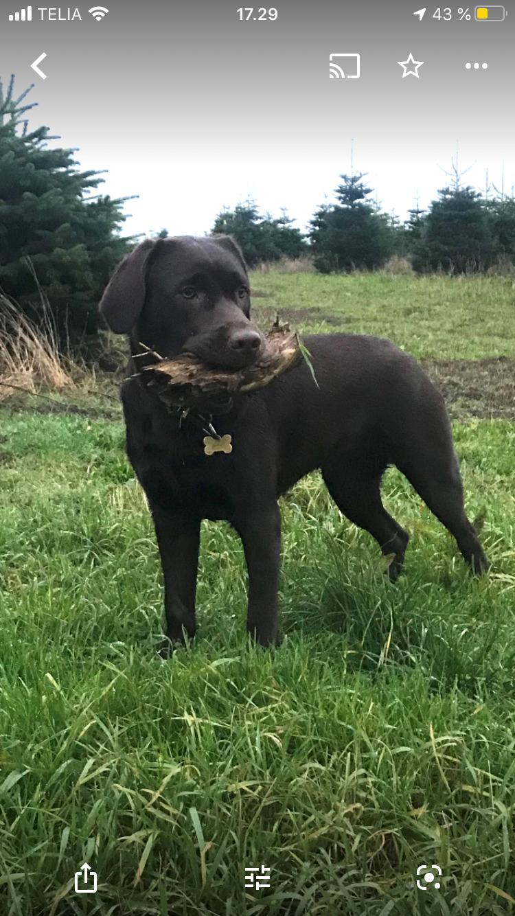 Labrador retriever Haulundgårds Naja "Liva" billede 10