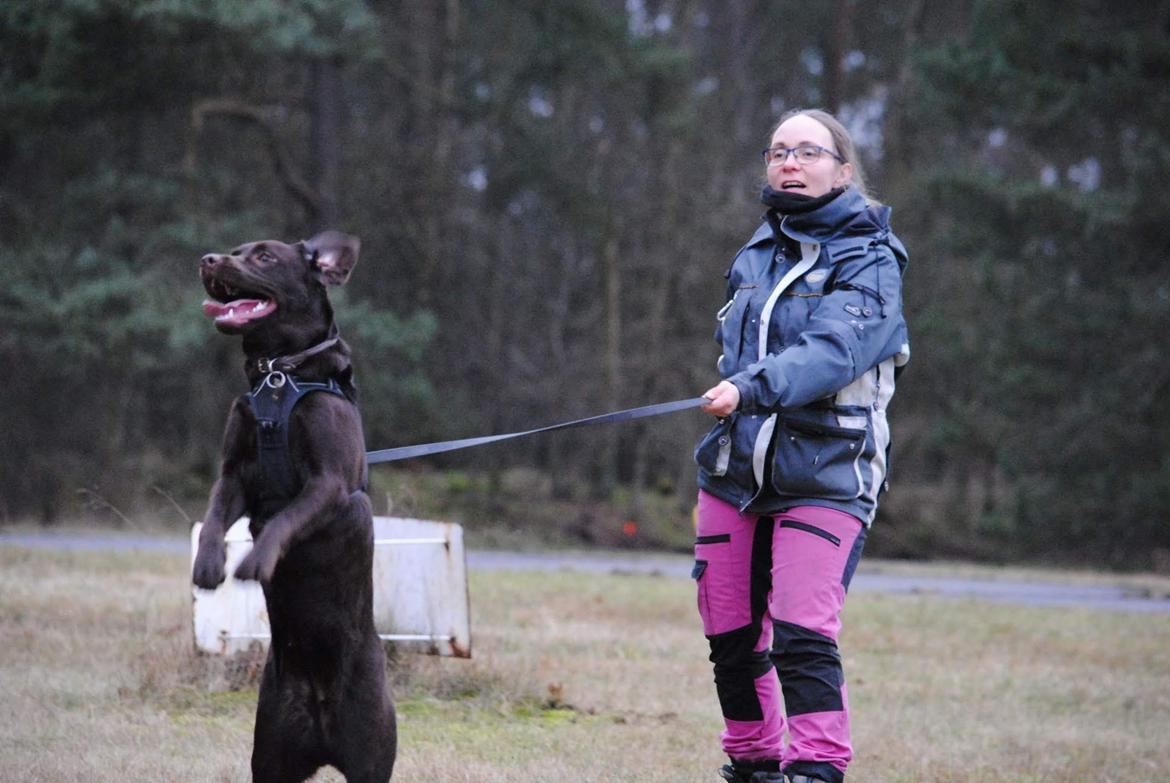 Labrador retriever Haulundgårds Naja "Liva" - Foto credit: Bo Johansen billede 5