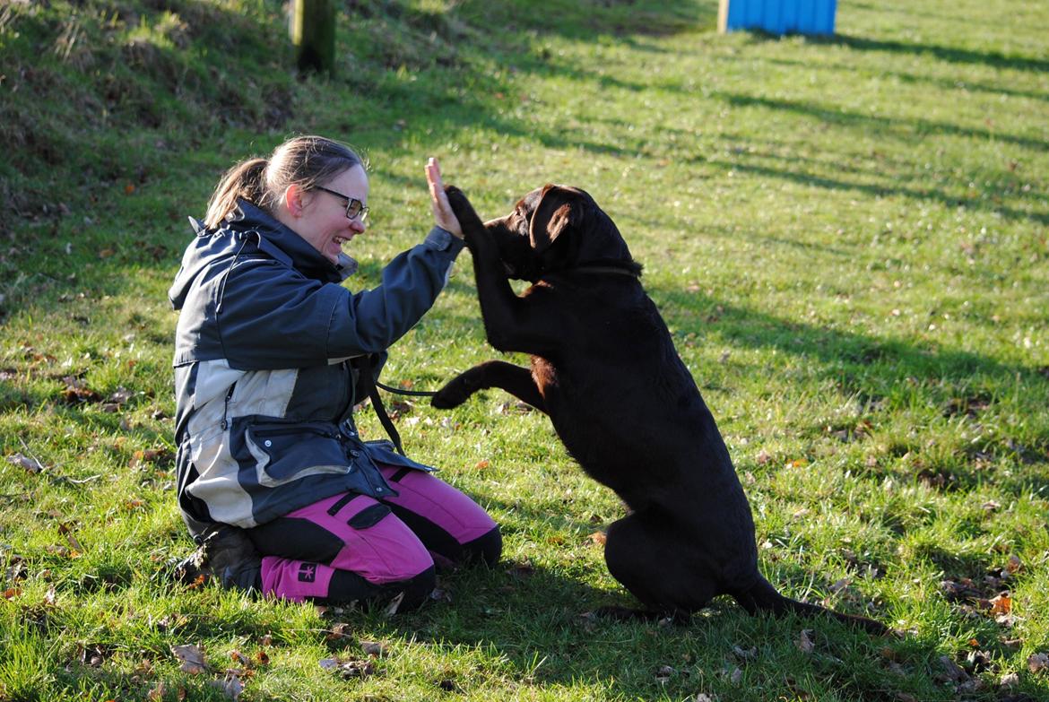 Labrador retriever Haulundgårds Naja "Liva" - Foto credit: Bo Johansen billede 2