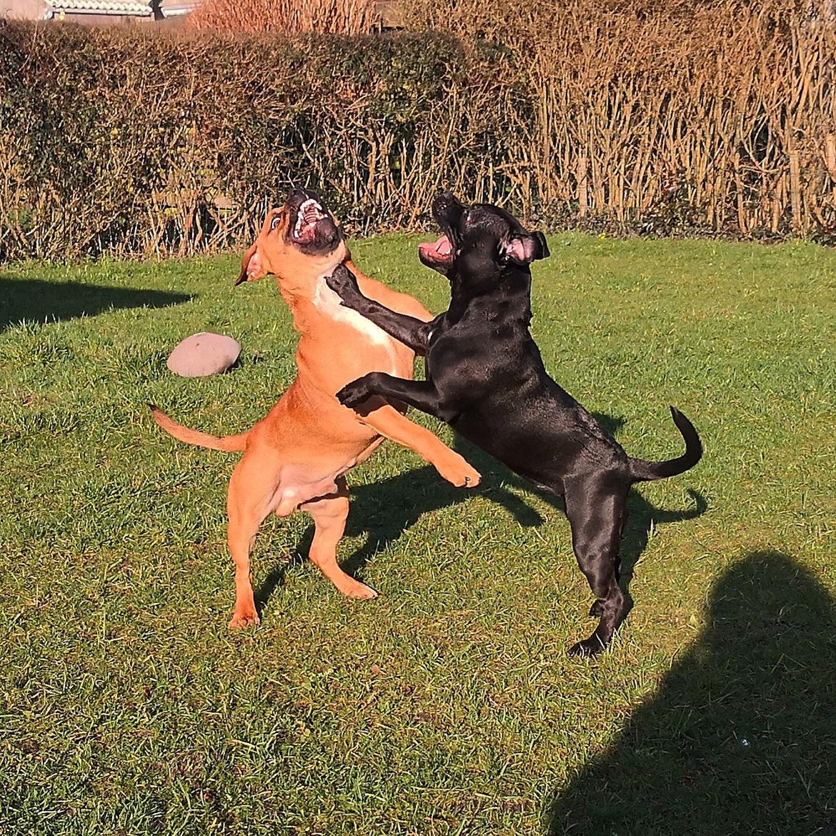 Staffordshire bull terrier Kida - Legeaftale med Staff vennen, Pongo. billede 30