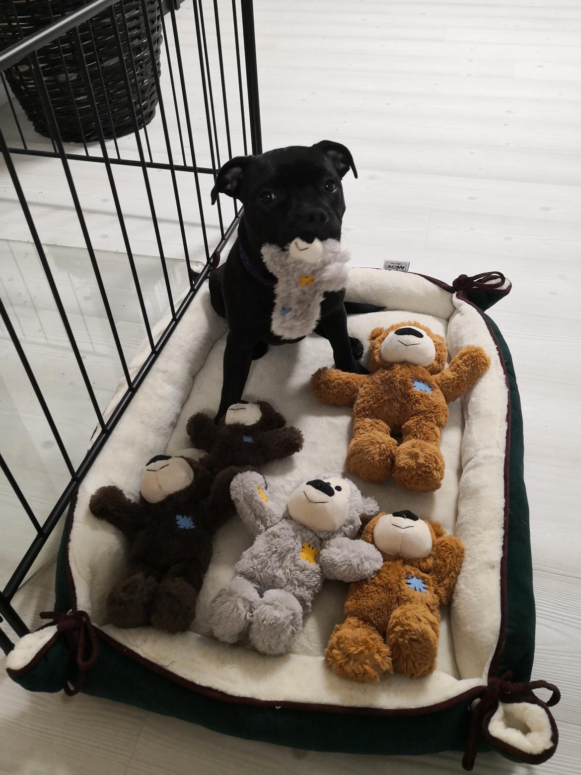 Staffordshire bull terrier Kida - Kida og hendes Kong bamse bande billede 29