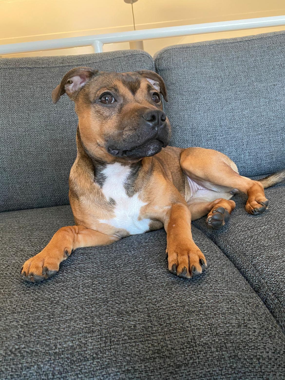 Staffordshire bull terrier Kenya  billede 30